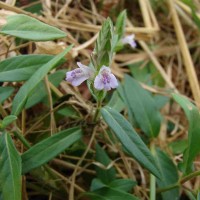 Rungia repens (L.) Nees